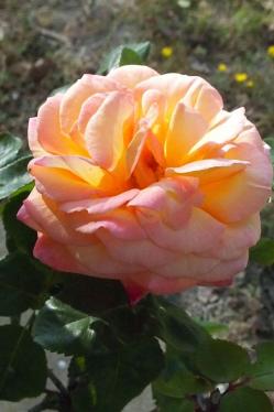 Rose philippe noiret